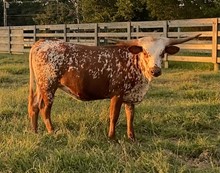 GW Speckled Investment 