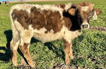 Boudoir's Bull Calf 2023