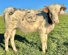 Dusty Crown's Steer 2023