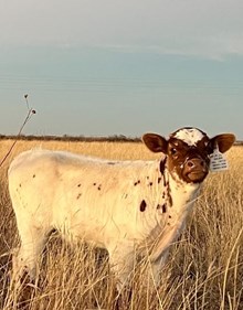 Bandita's Bull Calf 2023