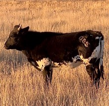 GH YUM YUM GET YA SOME